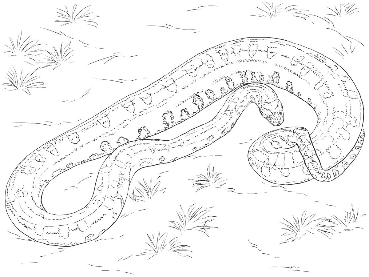 Anaconda Verde de Animal Realista