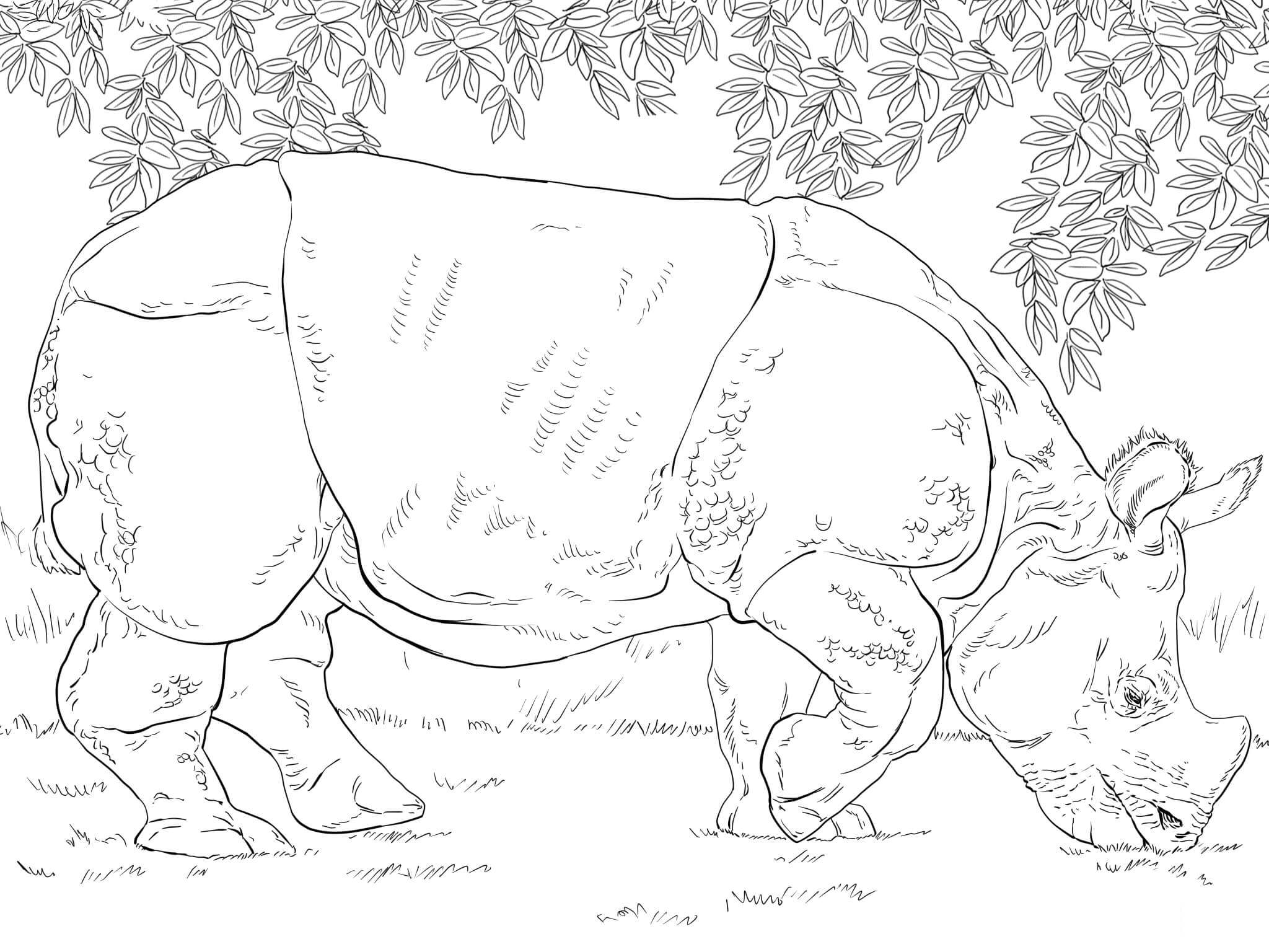 Indian Rhino Grazing Coloring Page