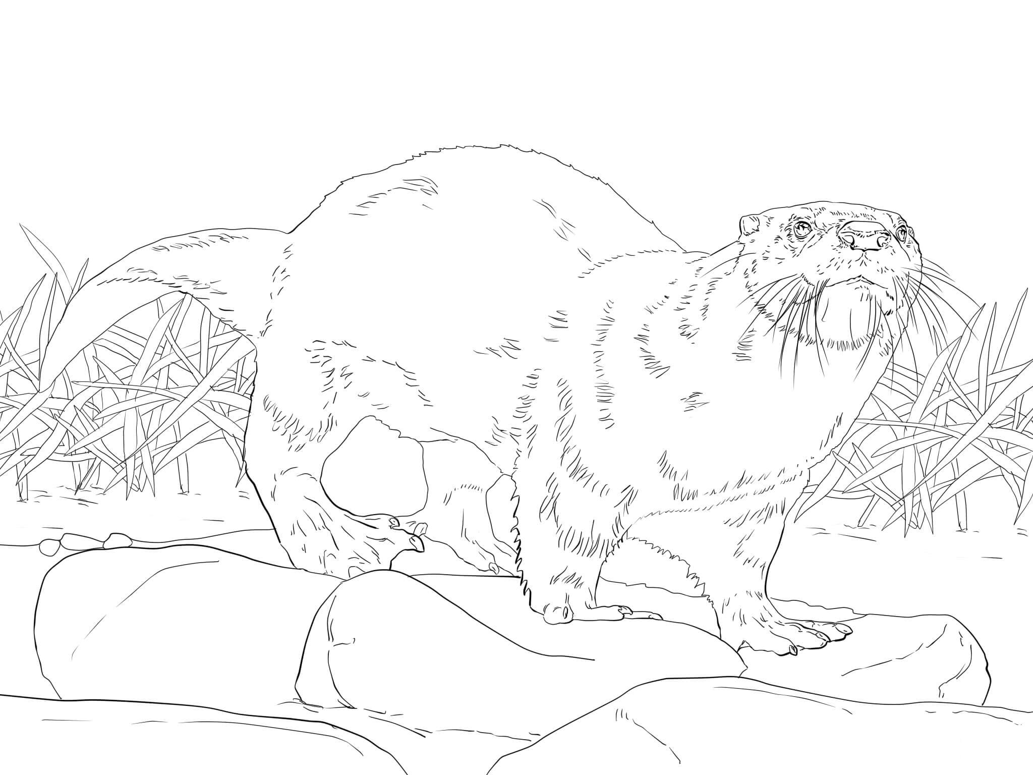 North American River Otter Coloring Page