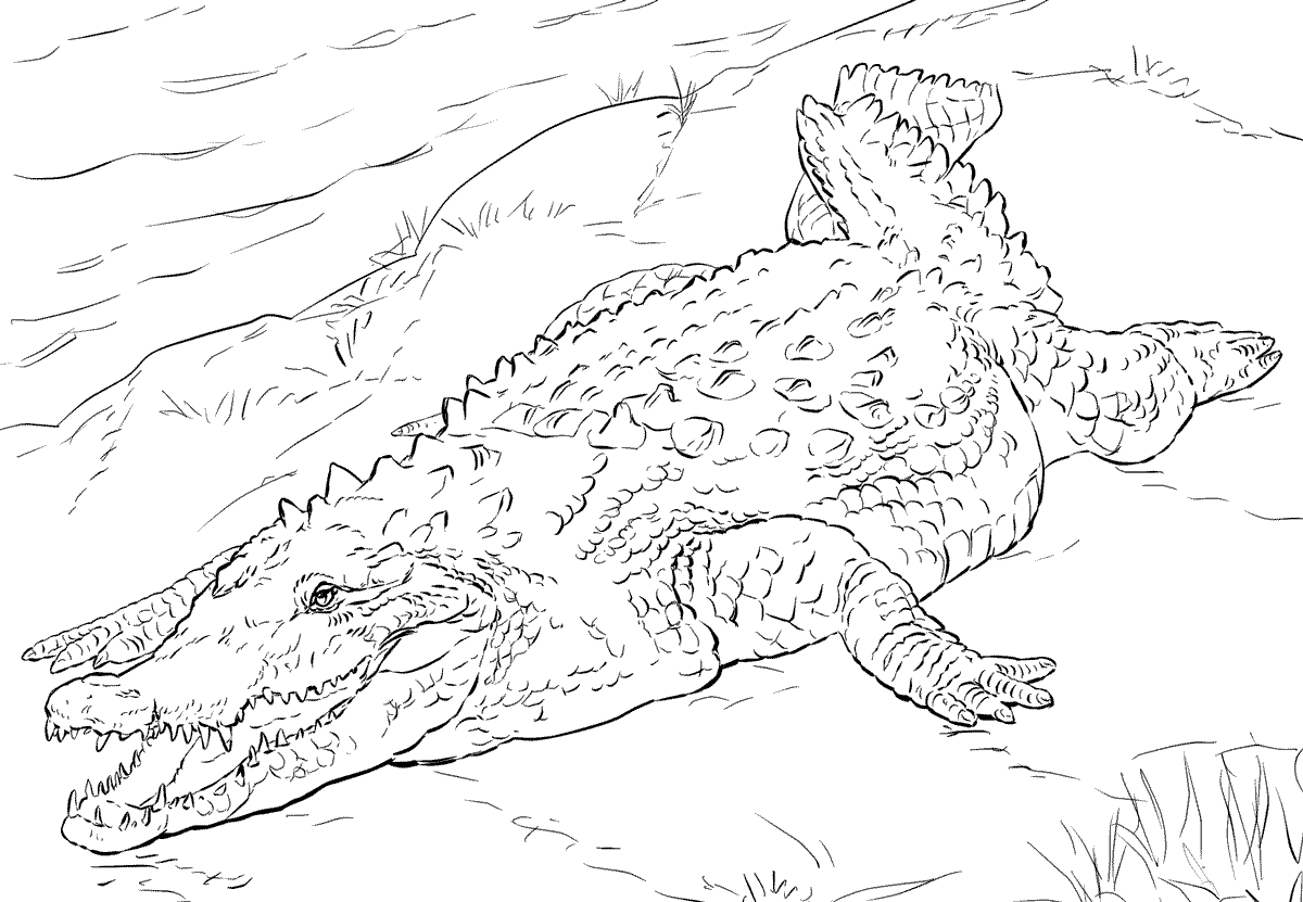 Realistic American Crocodile Coloring Pages