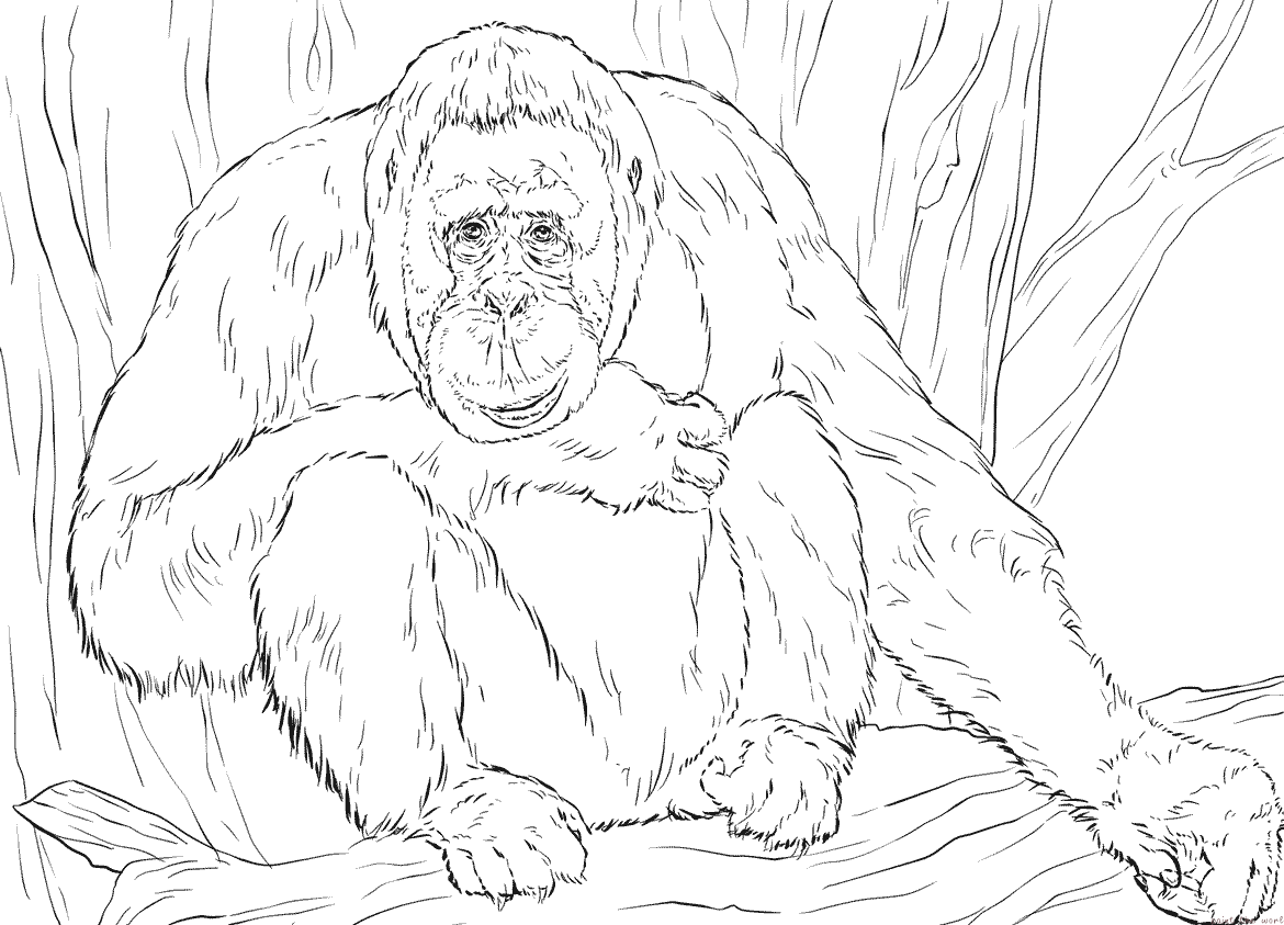 Orangután de Borneo realista de un animal realista
