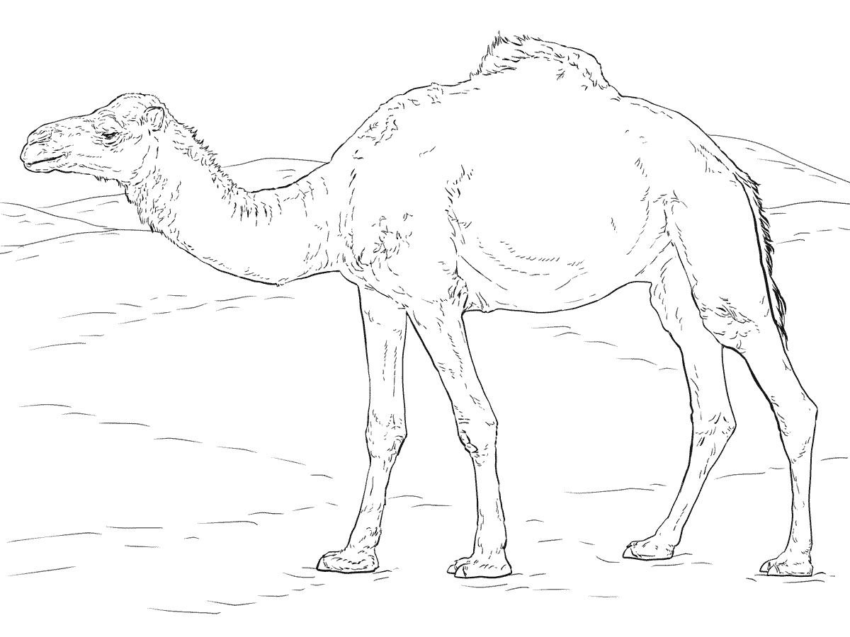Camello dromedario realista de animal realista