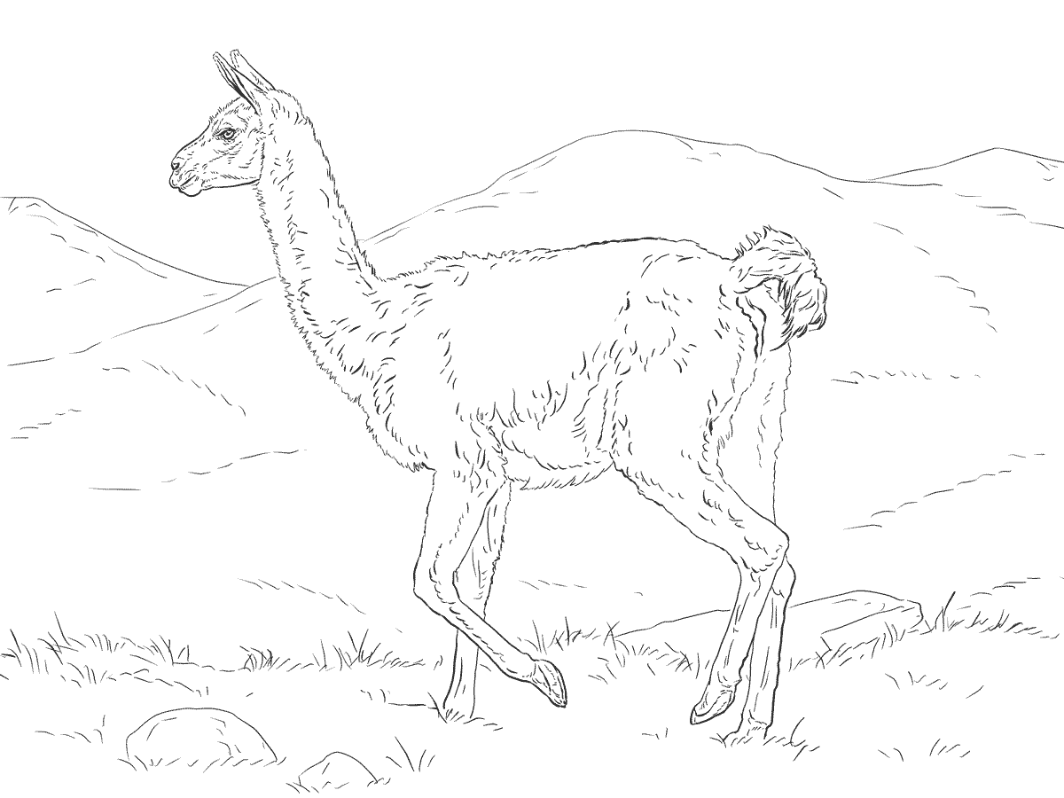 Realistic Guanaco Coloring Pages