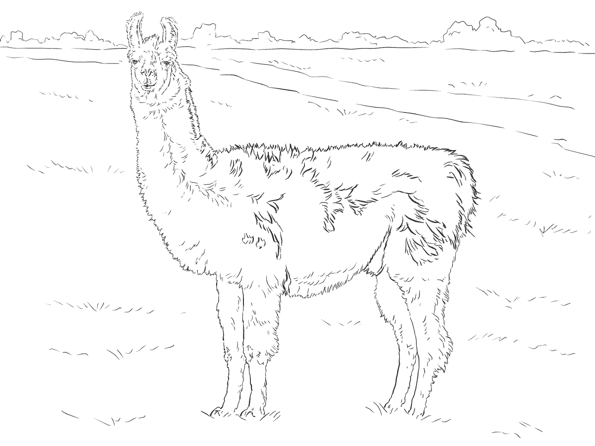 Realistisches Lama aus realistischem Tier