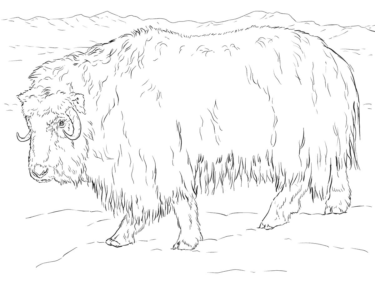 Realistic Musk Ox Coloring Pages