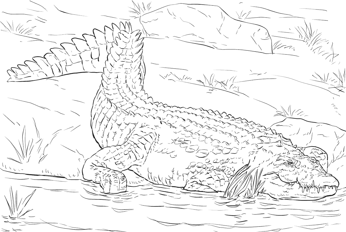 Realistic Nile Crocodile Coloring Pages