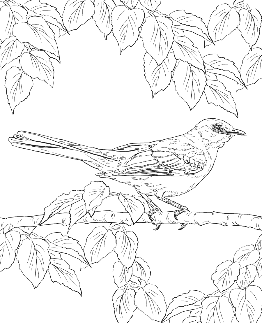 Realistic Northern Mockingbird Coloring Page