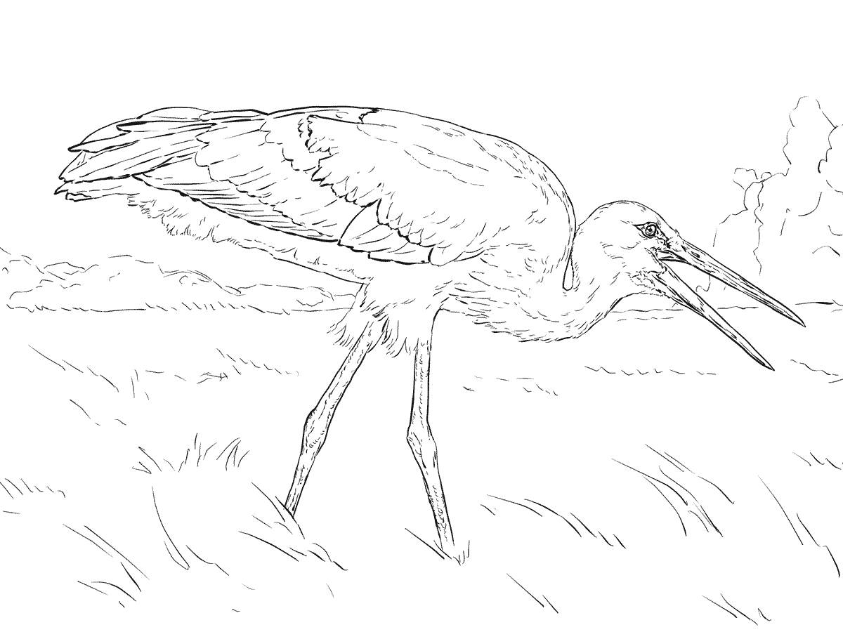 Realistic White Stork Coloring Pages