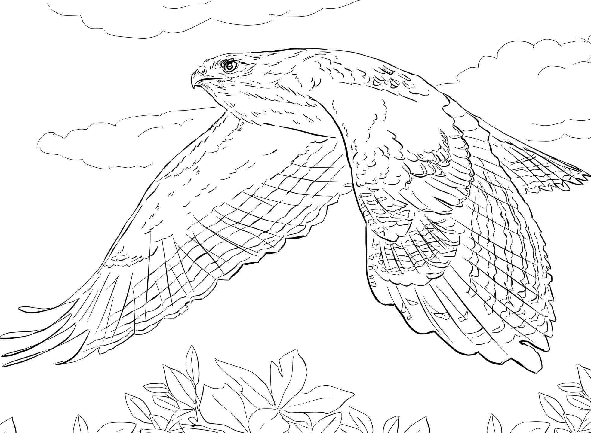 Red Tailed Hawk In Flight Coloring Pages   Realistic Animal ...