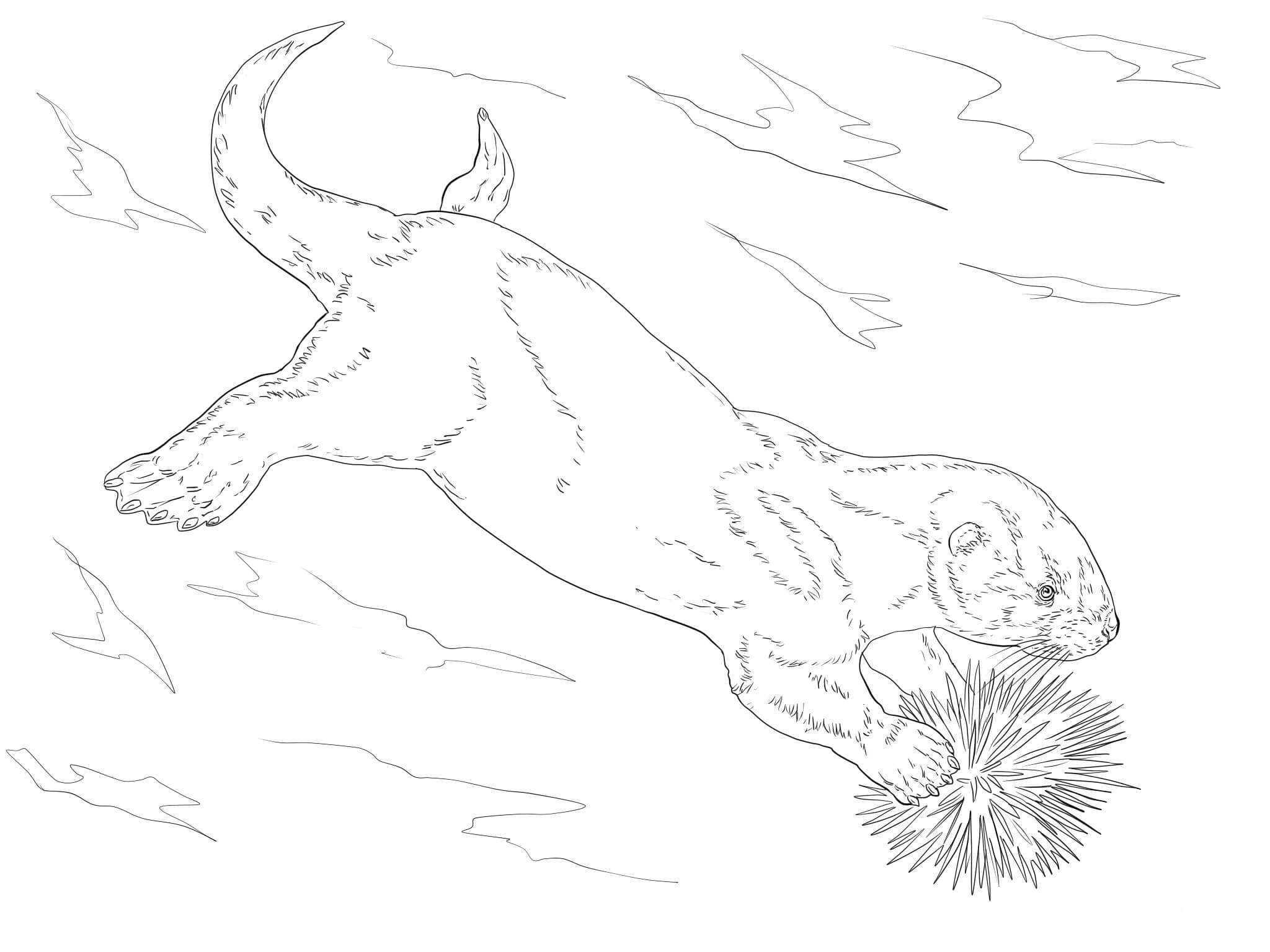 Sea Otter Eating Sea Urchin Coloring Pages