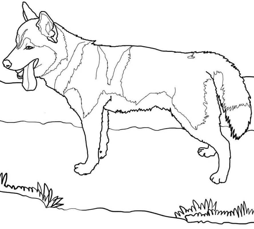 Dibujo para colorear de un husky siberiano