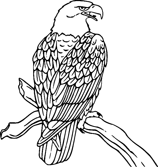 Águila calva en la rama de un árbol de Eagle