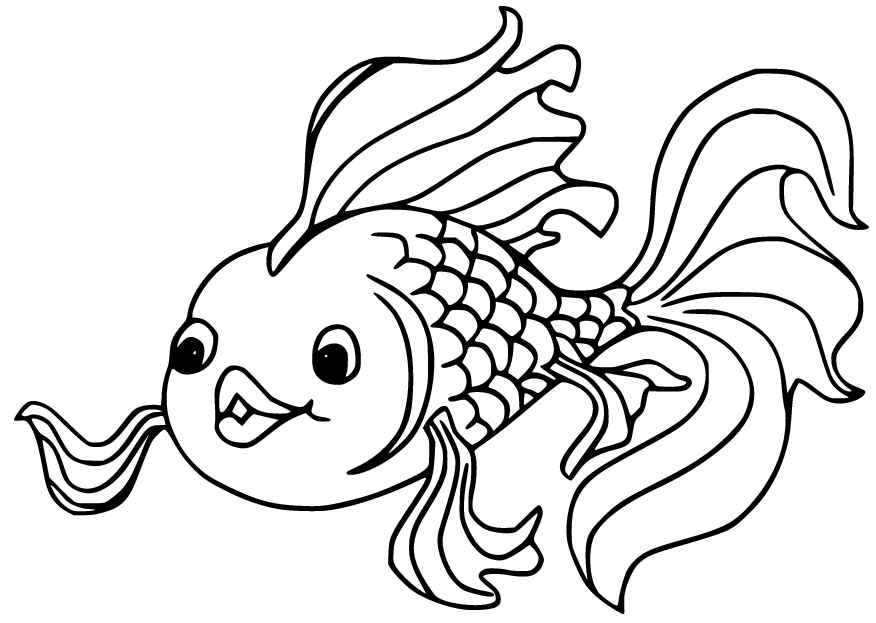 Bellissimo pesce rosso di Goldfish