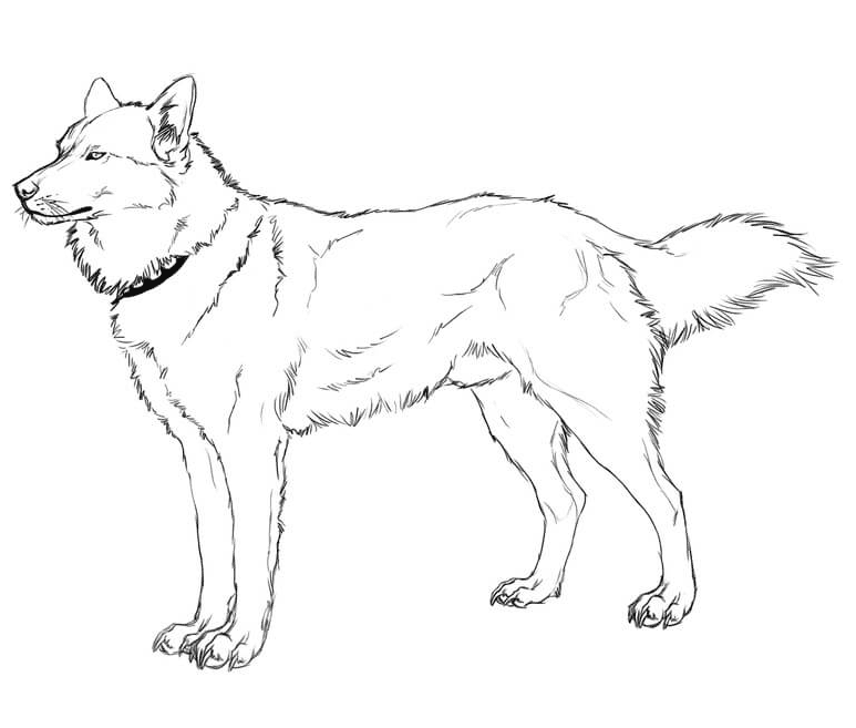 Cool Husky Coloring Pages