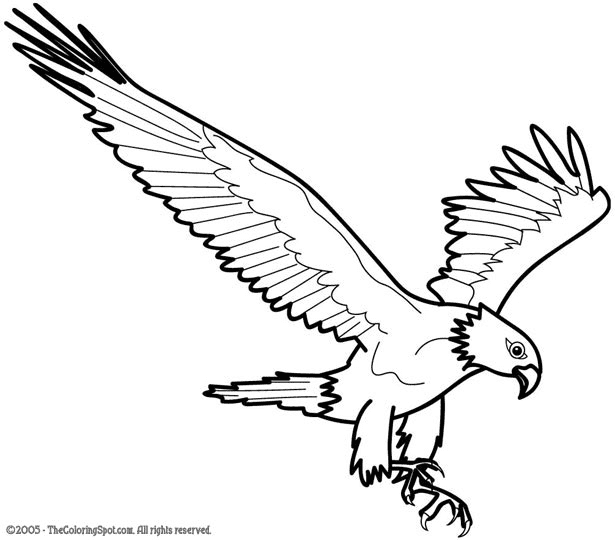 Eagle for Kids Coloring Page