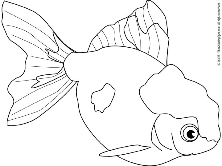 Ausgefallener Goldfisch von Goldfish