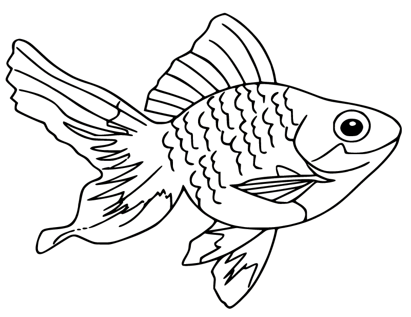 金鱼的扇尾金鱼