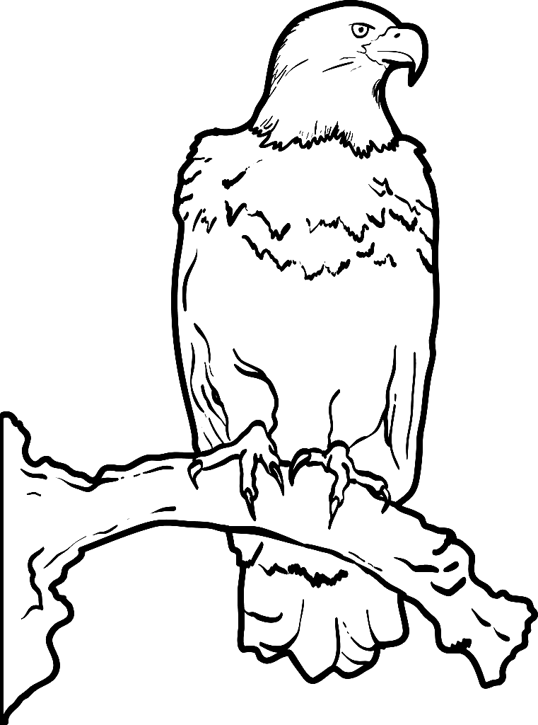 Освободите белоголового орлана на ветке дерева от орла