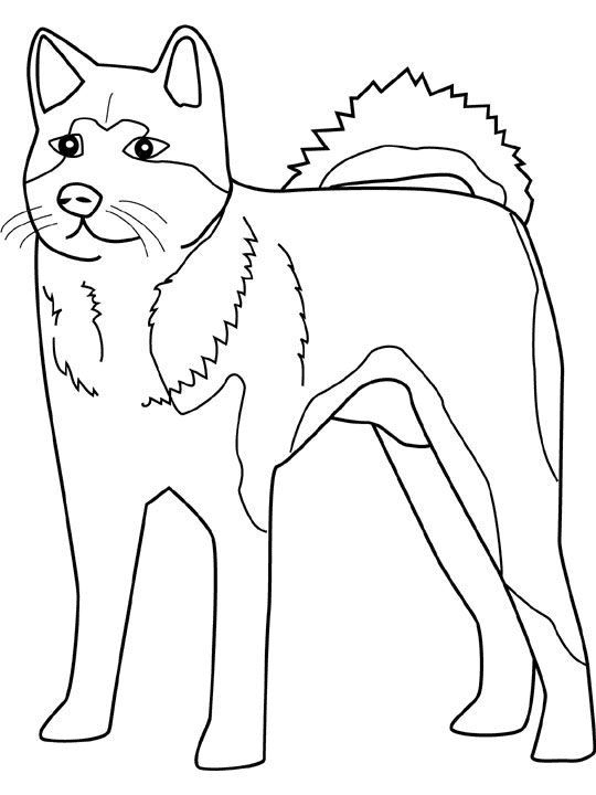 Free Printable Husky Coloring Pages