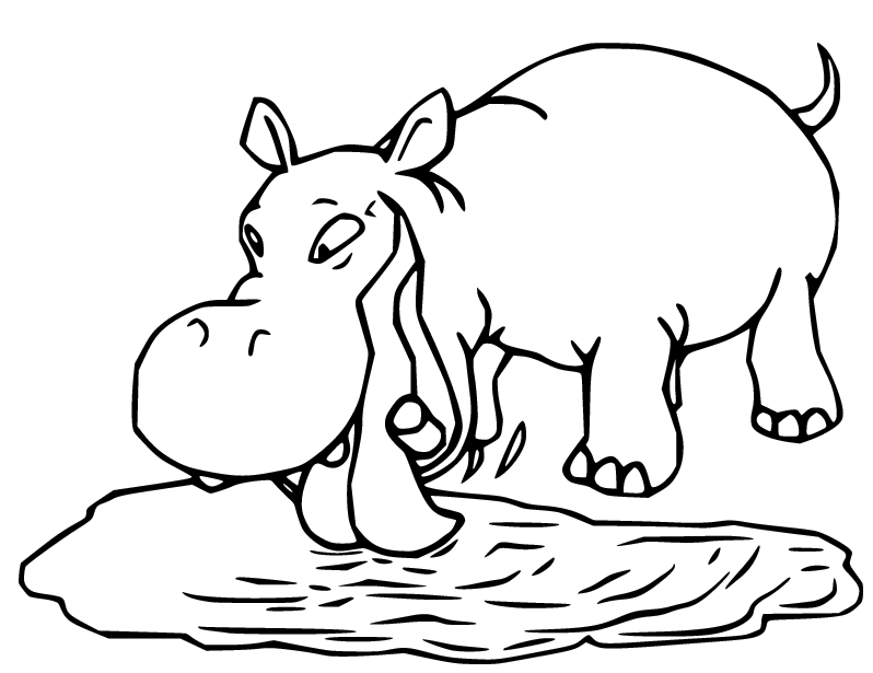 Hipopótamo bebiendo agua de Hippo