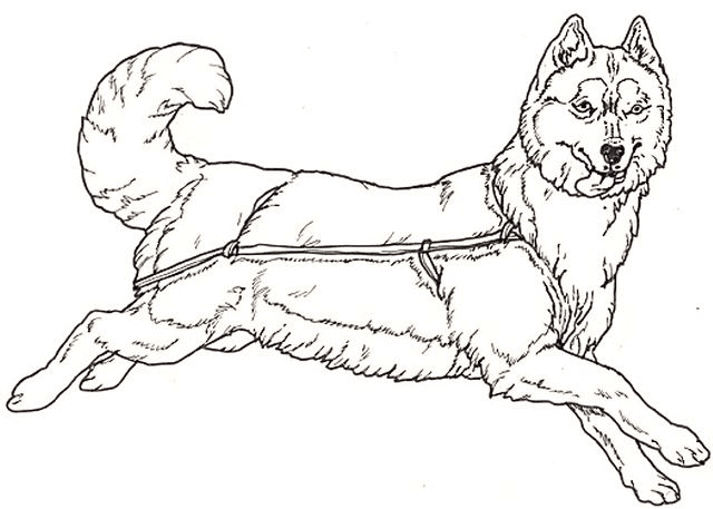Husky Dog Coloring Pages
