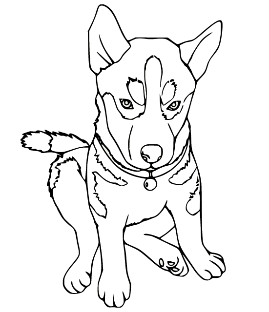 Husky with a Bell Coloring Page
