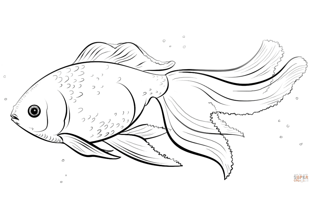 Золотая рыбка Оранда из Goldfish