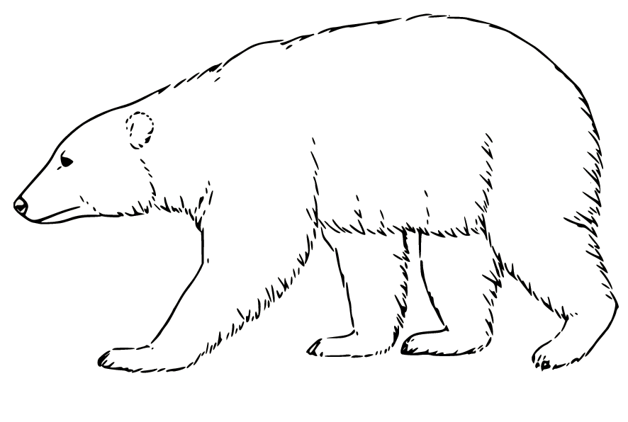 Realistic Polar Bear Walking Coloring Page