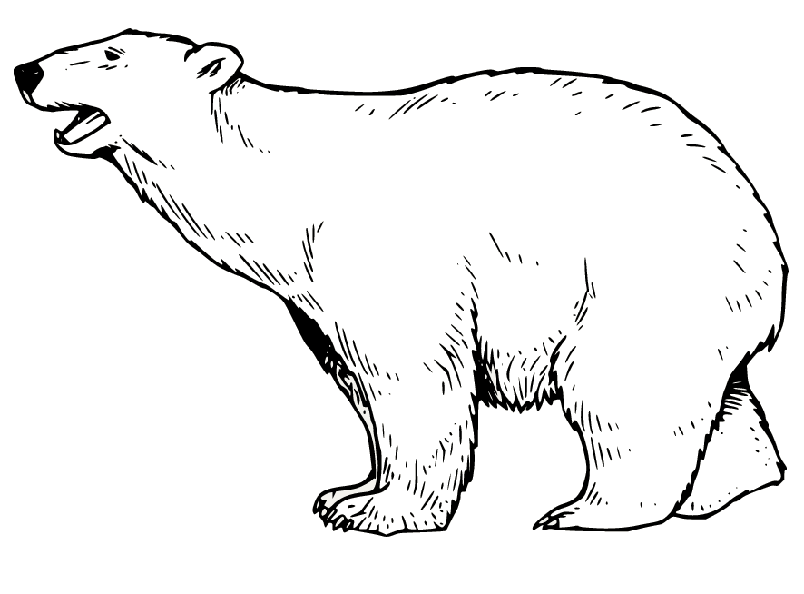 Realistic Roaring Polar Bear Coloring Page