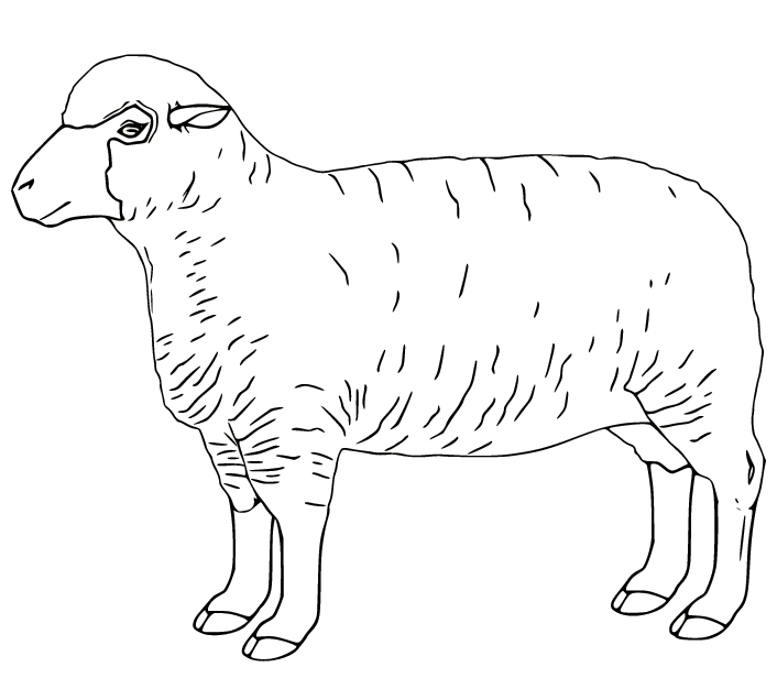 Realistische Schafe für Kinder von Sheep