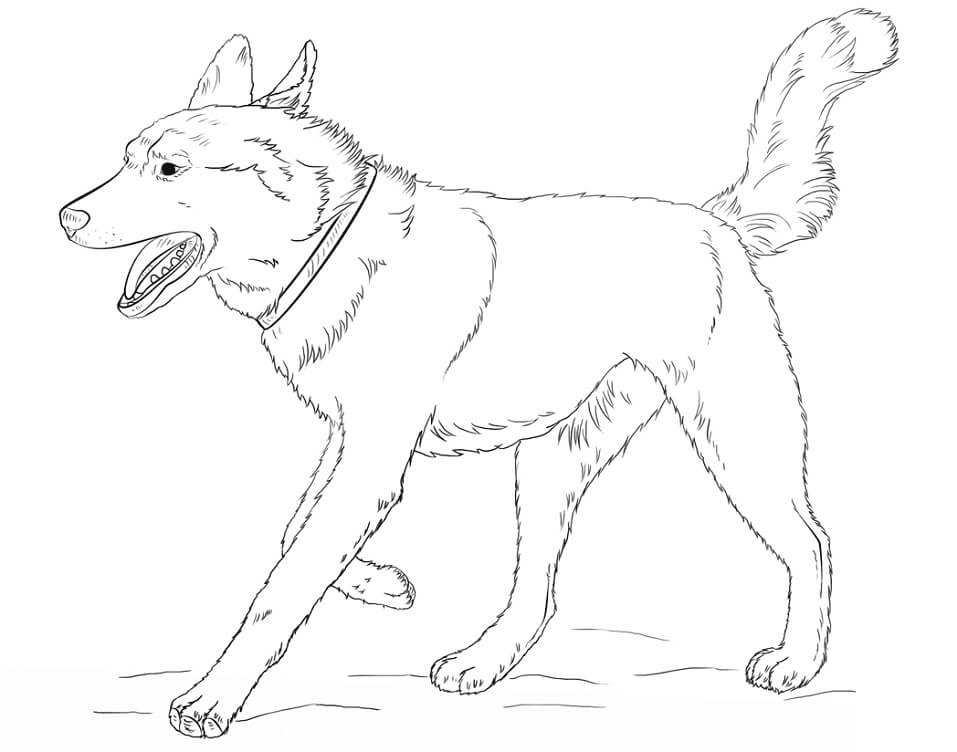 Running Siberian Husky Coloring Page