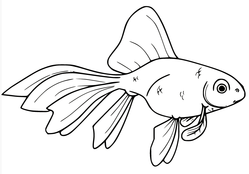 Shubunkin-Goldfisch von Goldfish