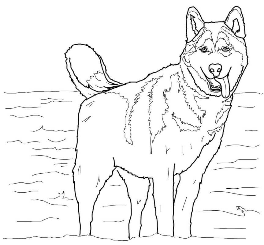 Siberian Husky Coloring Pages