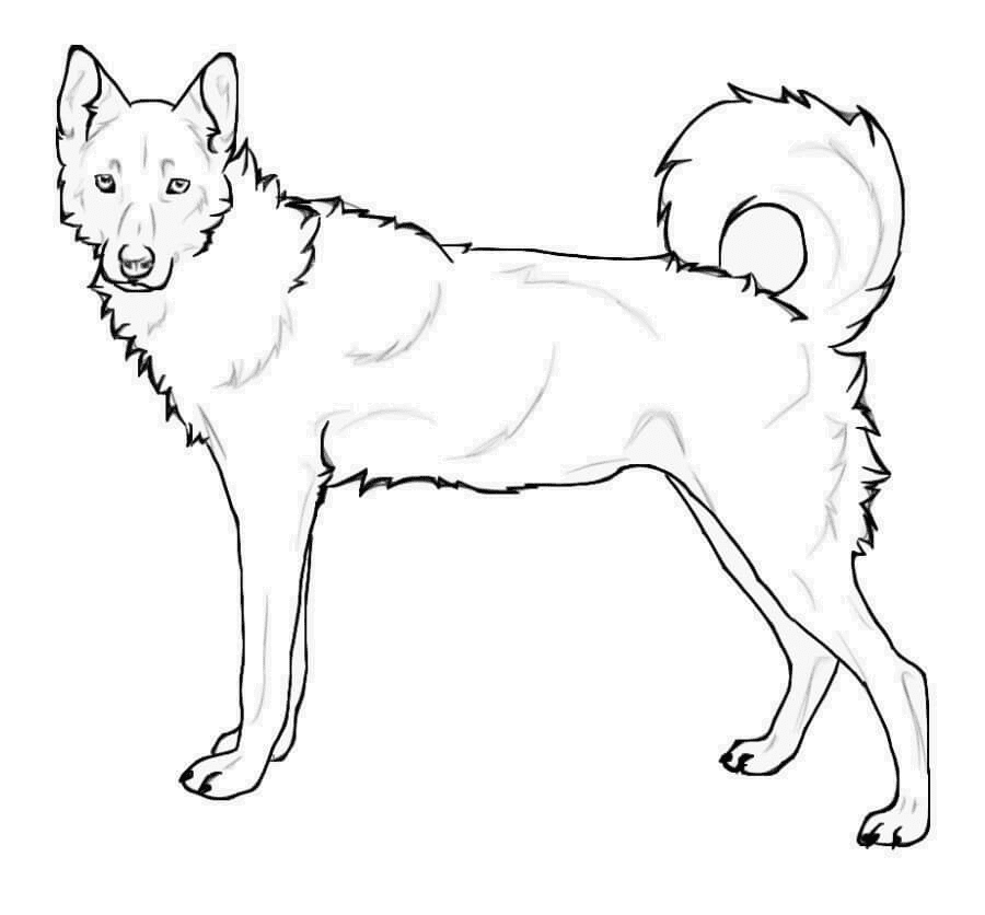 Standing Siberian Husky Coloring Pages