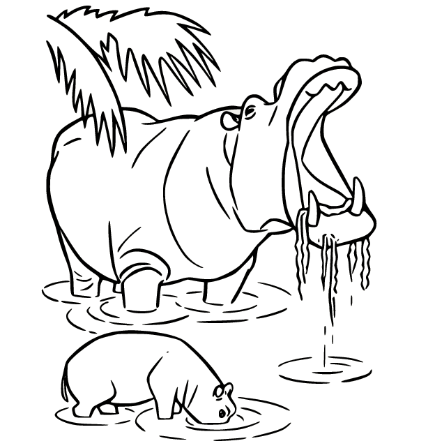 Zwei Flusspferde trinken Wasser von Hippo