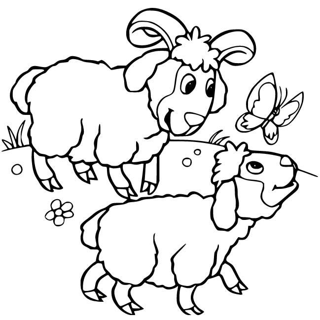 Zwei Schafe jagen einen Schmetterling vom Schaf