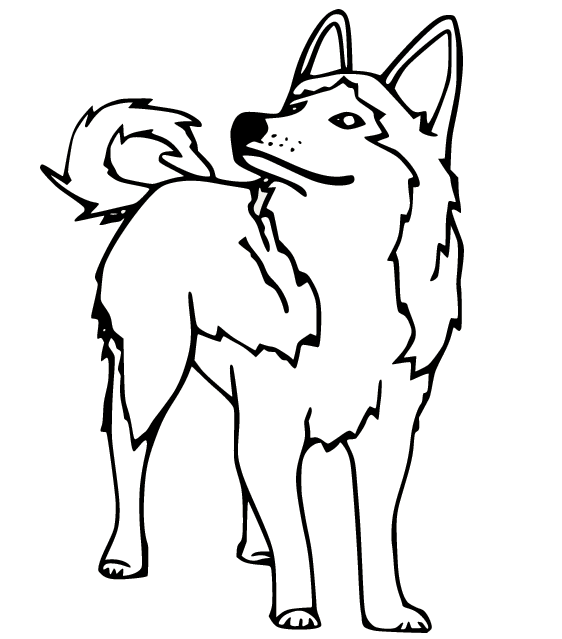 Walking Husky Coloring Pages
