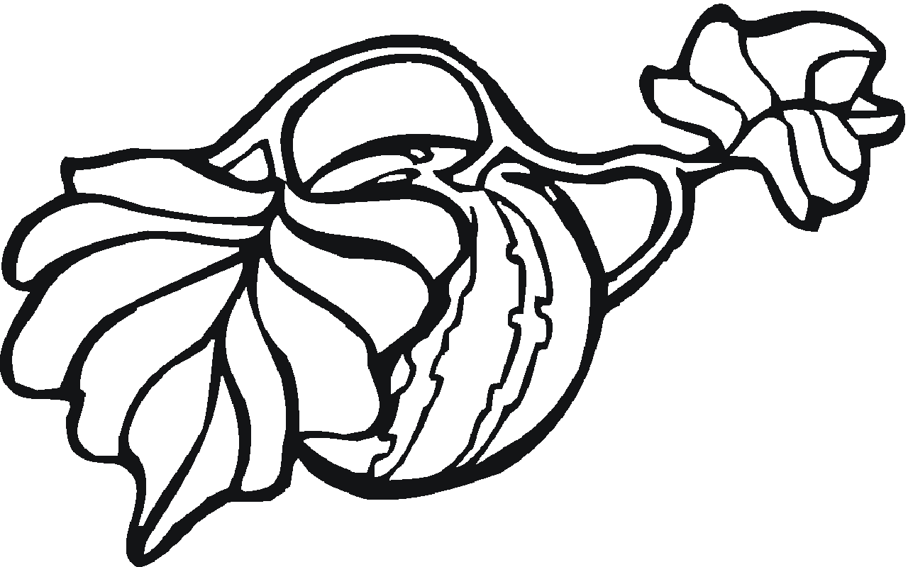 Watermelon Vines Coloring Page