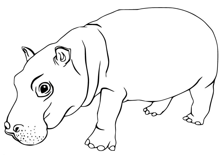 Young Realistic Hippo Coloring Pages