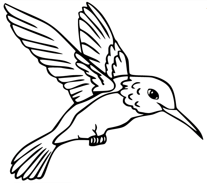 Allens Kolibri von Hummingbird
