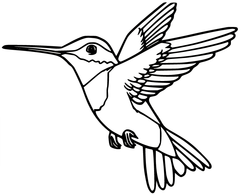Annas Hummingbird Coloring Page