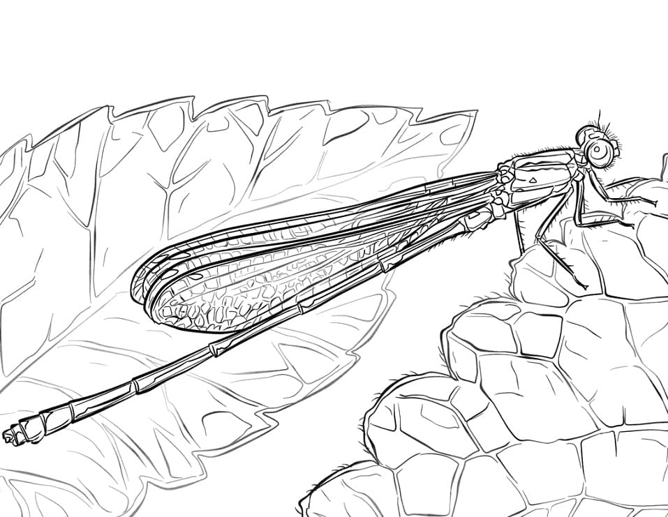 Australian Damselfly Coloring Pages