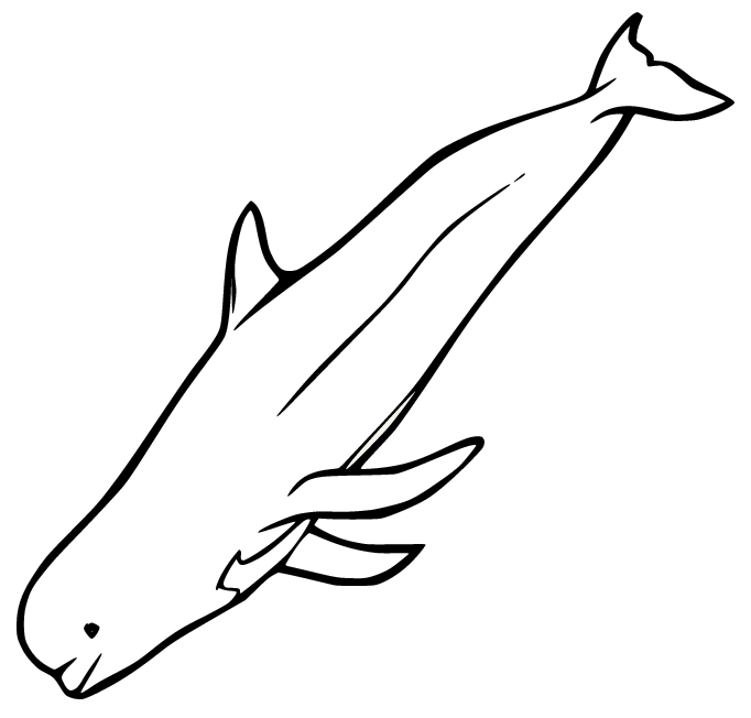 Baleine à bec de Baleine