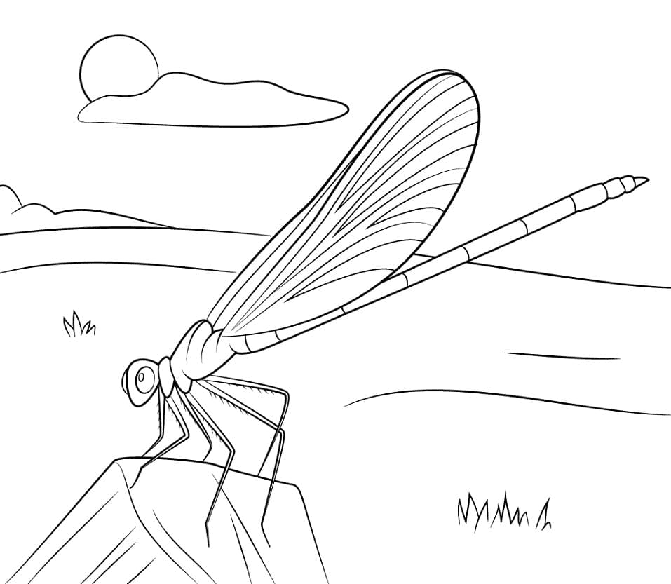 Blue Damselfly Coloring Pages