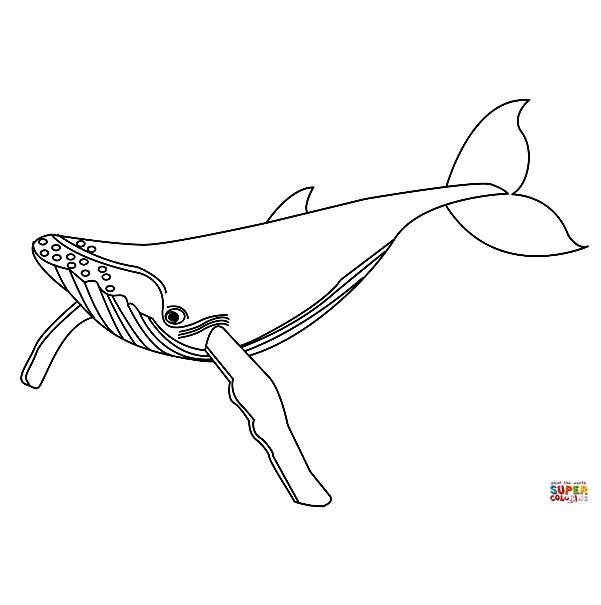Blue Whale Printable Coloring Pages