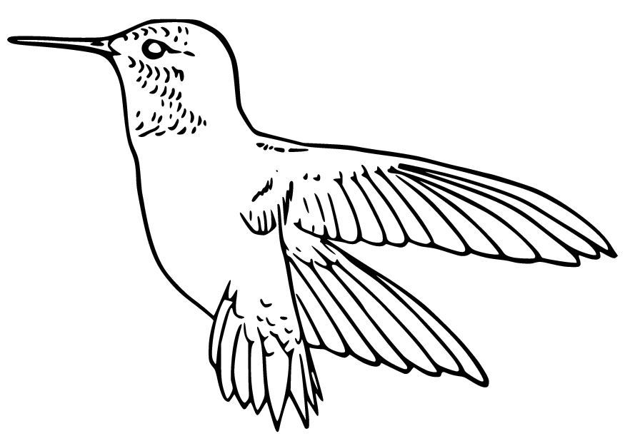 Broad Billed Hummingbird Coloring Pages