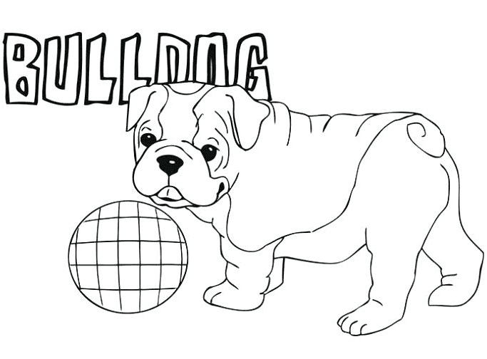 Cachorro Bulldog de Bulldog