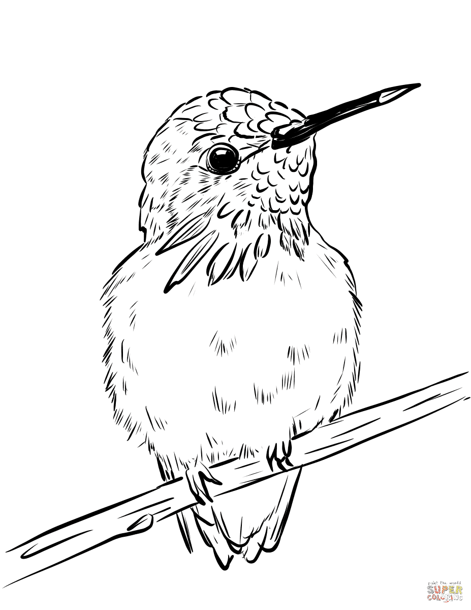 Calliope-Kolibri von Hummingbird