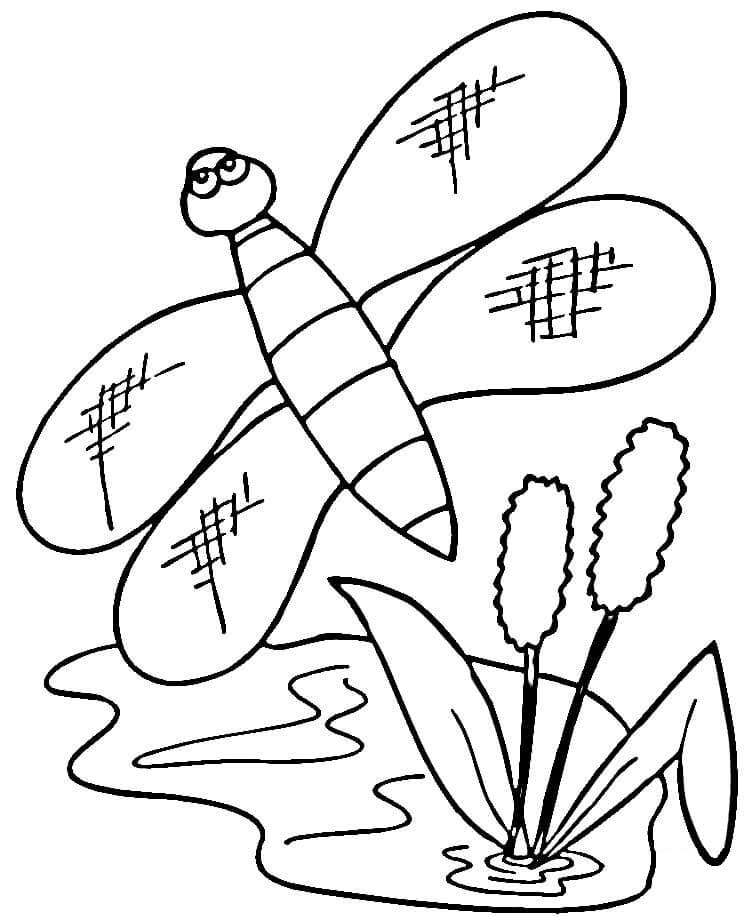 Totora y libélula de Dragonfly