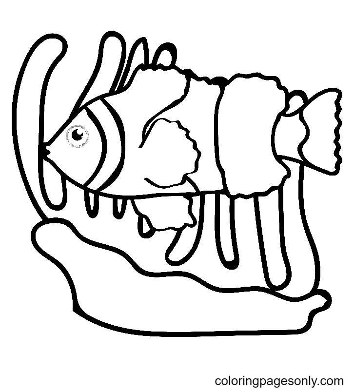 Рыба-клоун и анемон из рыбы-клоуна